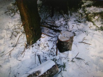 В Соликамске на месте преступления задержали 2 злоумышленников за незаконную рубку леса 4