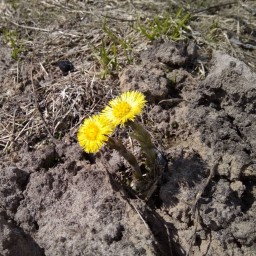 Заметили, что мать-и-мачехи нынче мало? #vsolikamske