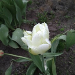 Наперекор морозам :) #vsolikamske