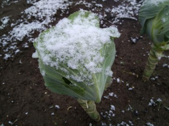 Первый снег 3