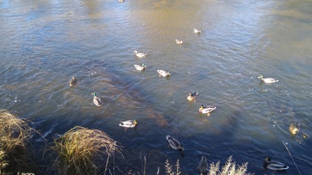 Уточки на Усолке 2