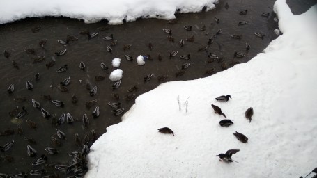 Уточки на Усолке. 2 серия 4