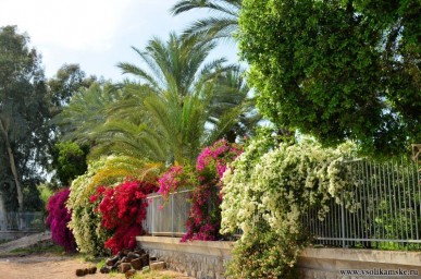 Хождения по Святой земле13119