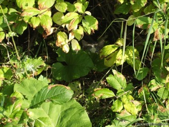 Кошак в засаде