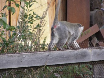 Обезьянка 4.JPG