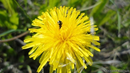 потерял чего ?