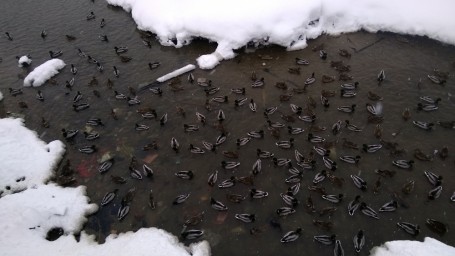 Уточки на Усолке. 2 серия 3