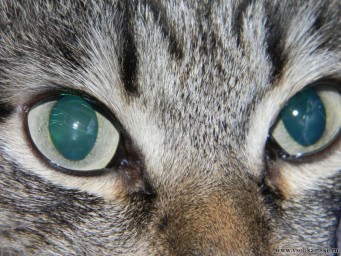 Изображение котэ 048.jpg