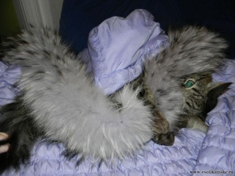 Изображение котэ 023.jpg