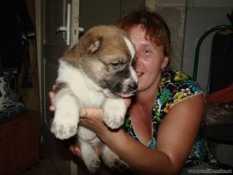 наши азиаты