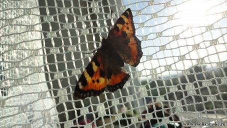 симпатишный гость