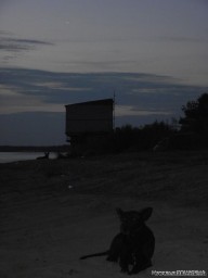 Спустя несколько часов, когда уже скормила всю еду: Не, че реально больше нечего есть?