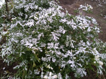 Первый снег 5