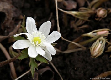 Маленькие радости