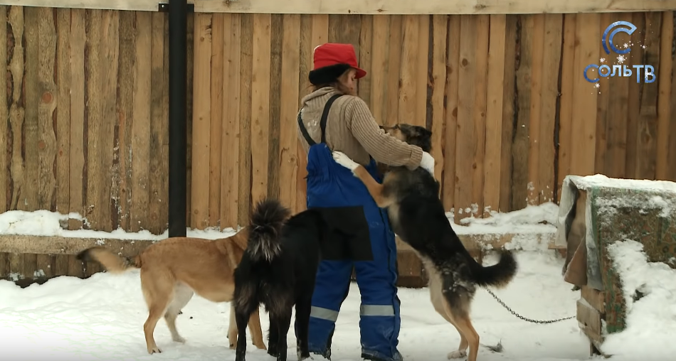 В 2019 году в Соликамском городском округе планируется отлов 260 безнадзорных собак