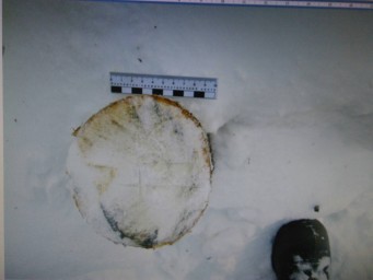 В Соликамске на месте преступления задержали 2 злоумышленников за незаконную рубку леса 3