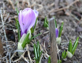 Проклюнулись