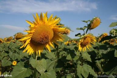Подсолнухи