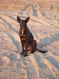 Хозяйка, у тя пожрать ниче нет?!