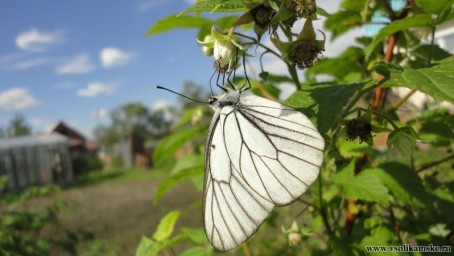 вкусный нектар