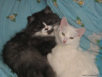 Фотоальбом 05.06.2013