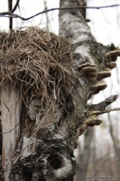 Вот так мы погуляли)11776