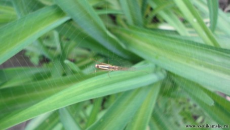 паучье кружево