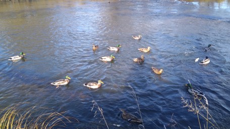 Уточки на Усолке 3