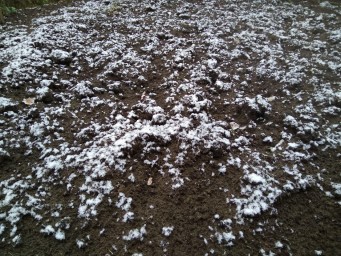 Первый снег 1