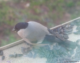 Снегири - не гири!