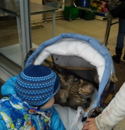 У меня в коляске зайцы!