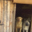 В Соликамске заключен контракт на отлов бездомных собак