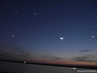 Кусаются, сволочи....