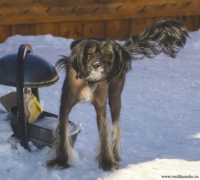 Смешная собака