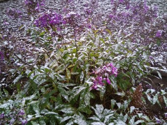 Первый снег 2