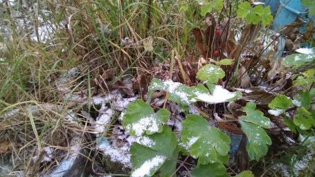 Первый снег 1