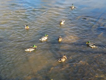 Уточки на Усолке 1