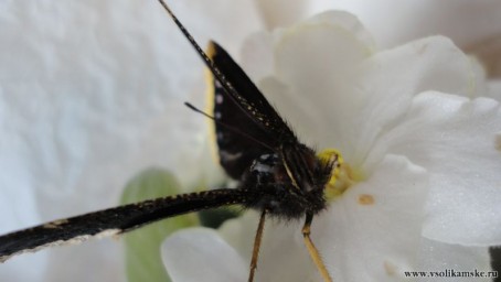 взгляд прям в душу