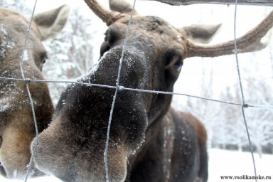 В гостях у Сохатого