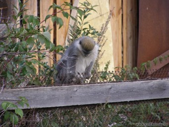 Обезьянка 2.JPG