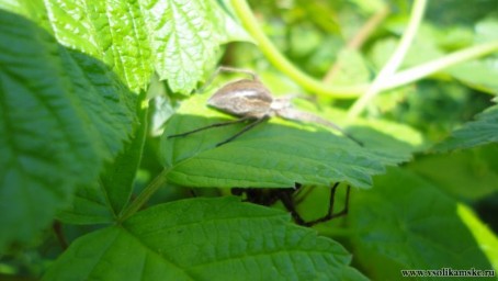 вниз глянь )