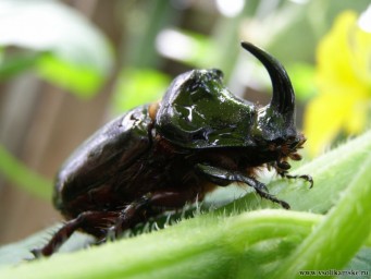 Носорог 4.JPG