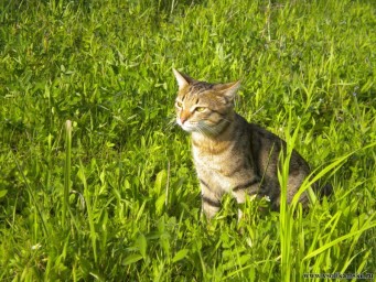Витражи и витражные изделия