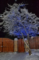 Предновогодний семинар Дедов Морозов и Снегурочек12066