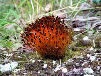 Фото без названия