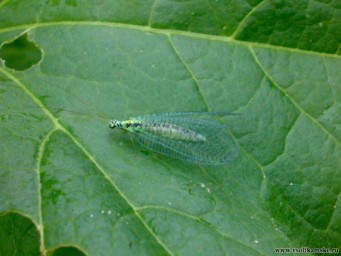 яркое насекомое