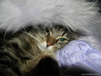 Изображение котэ 030.jpg