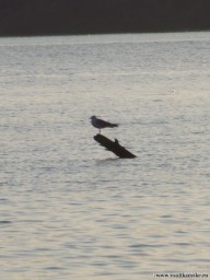 сижу, не гавкаю...рыбу караулю