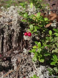 Брусничка)))