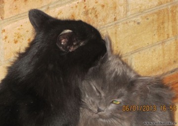 Фотоальбом 07.01.2013